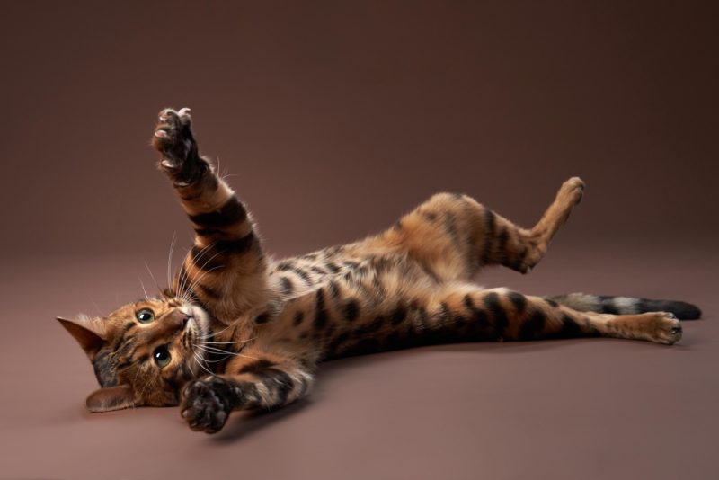 Playful Bengal cat lying on its back