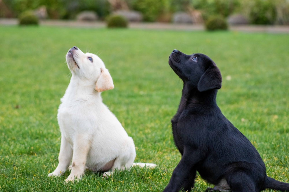 two puppies sitting on grass