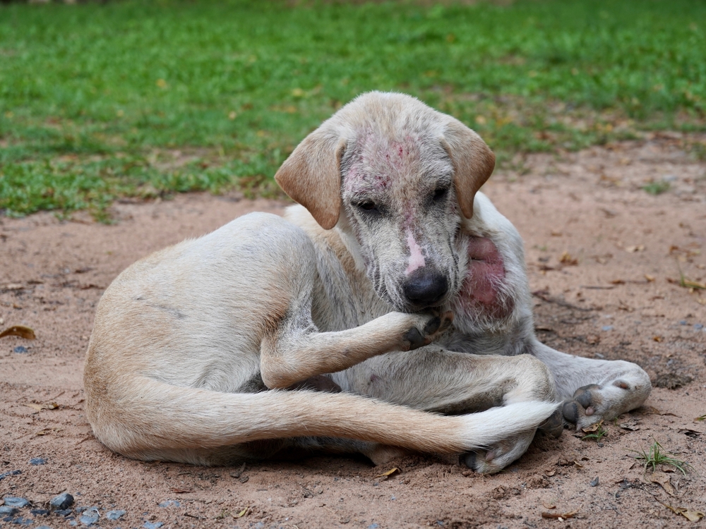 dog with psoriasis outdoors