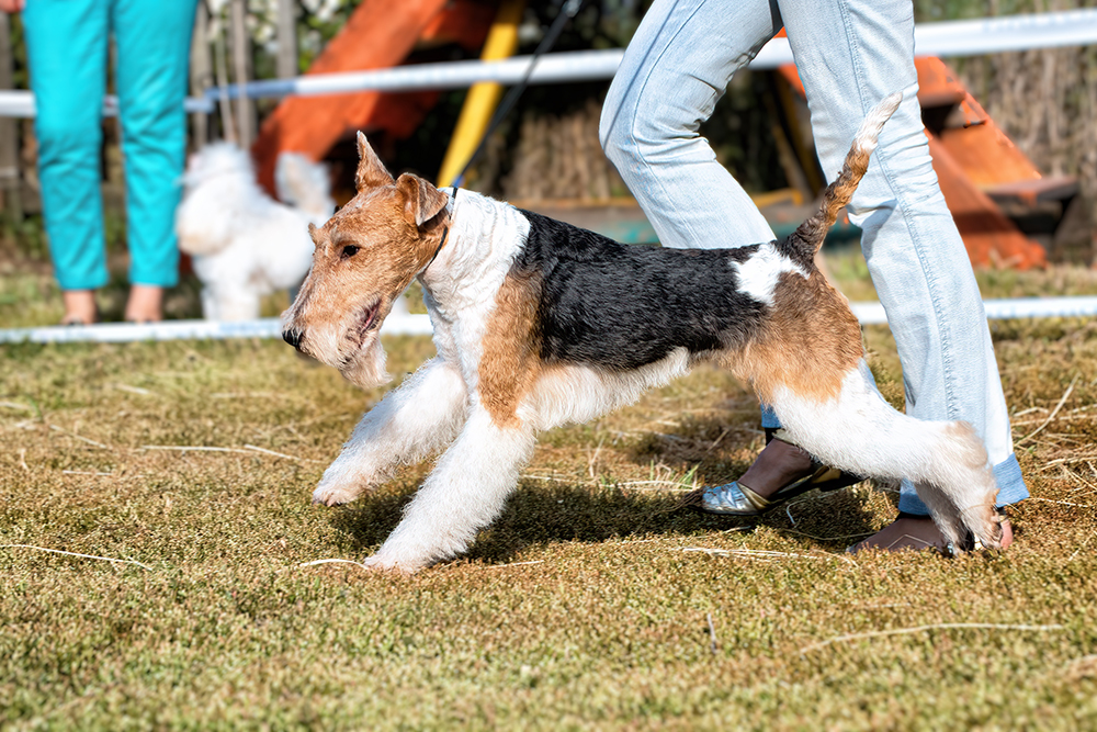 airedale terrier dog walking with owner