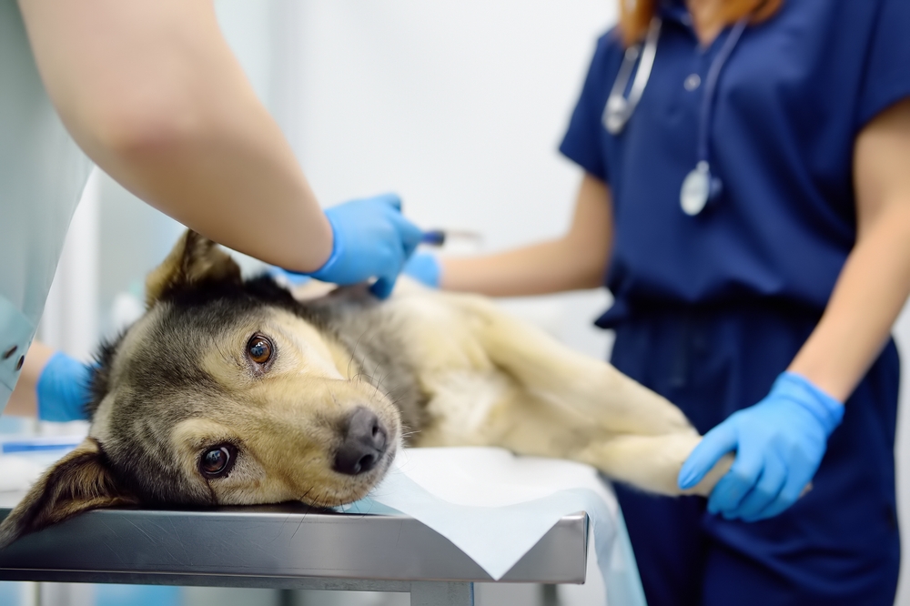 vets examining dog in vet clinic