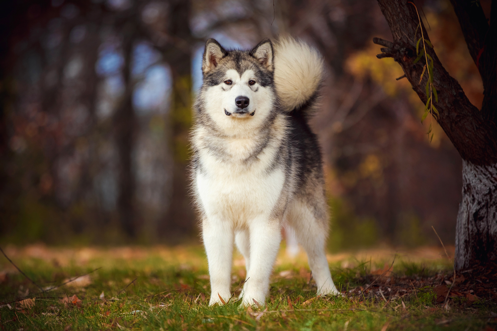 alaskan malamute in the forest