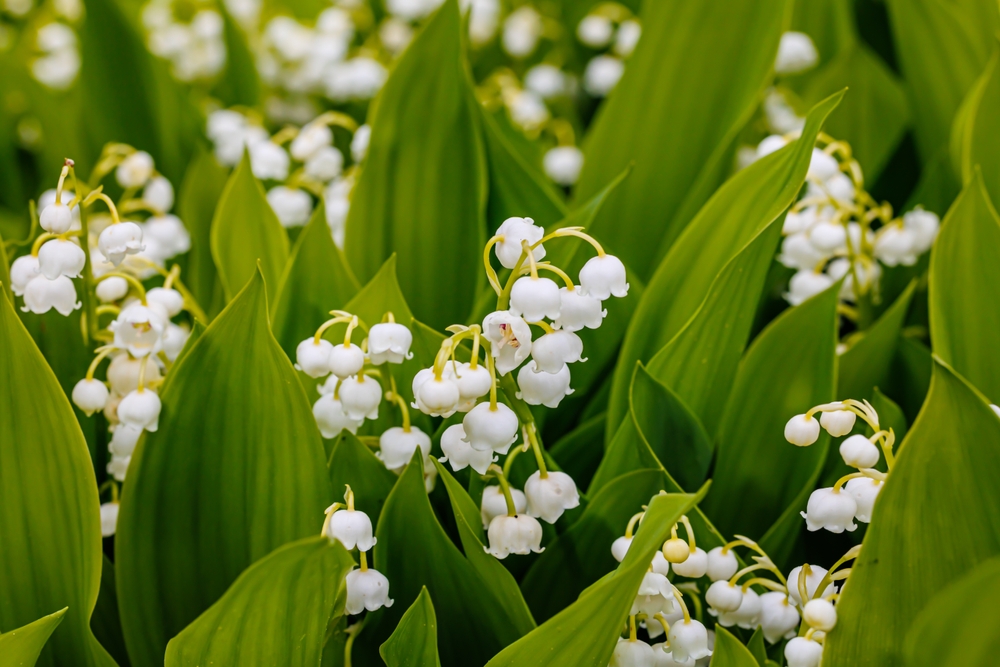 Lily of the valley