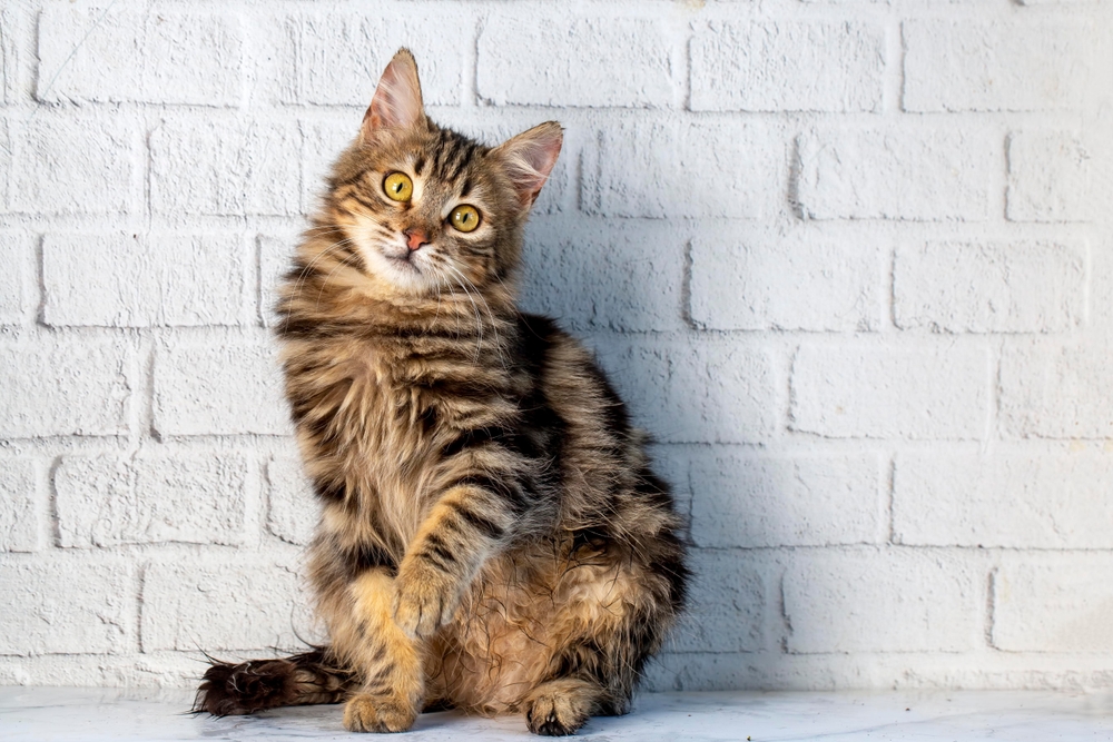 fluffy cat sitting outdoor