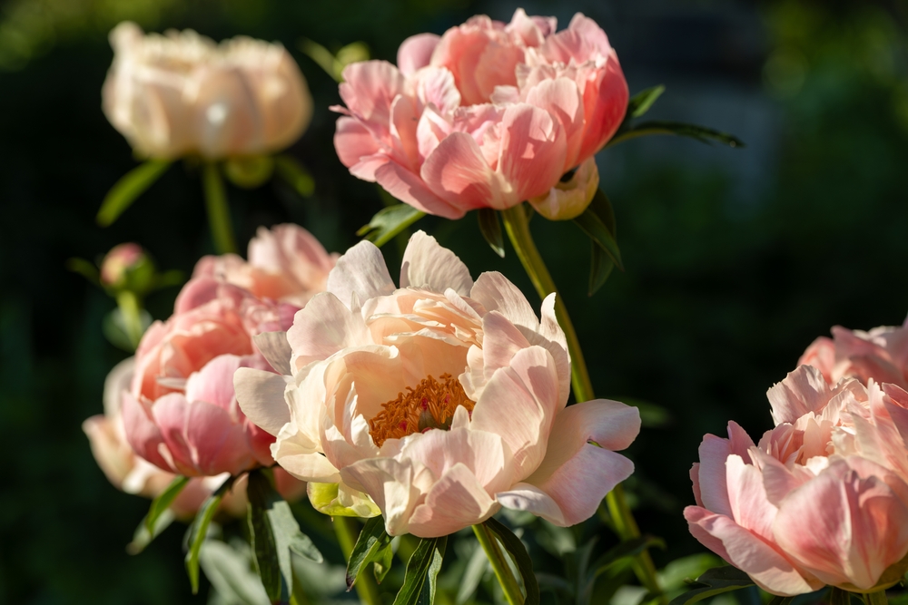 Are Peonies Toxic to Canines? Vet-Verified Information, Knowledge & Poison Help – Dogster